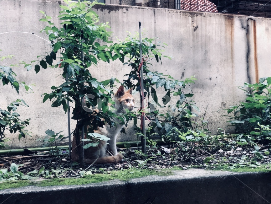 고양이,올드,옛날적,동물,야생