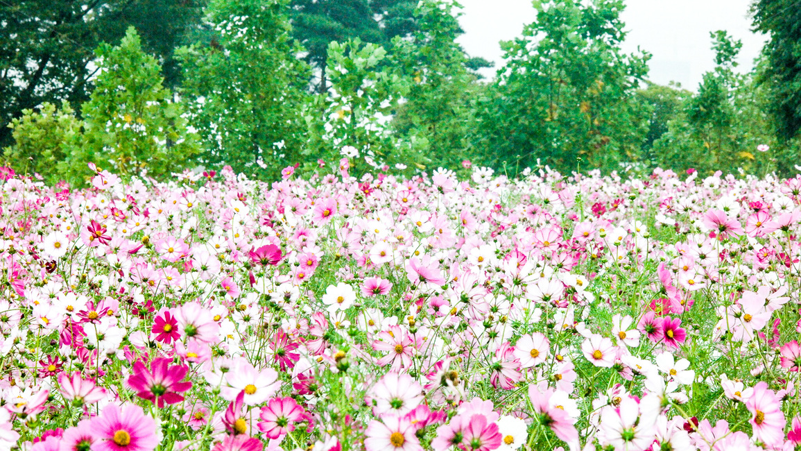 코스모스,구리코스모스,코스모스축제,코스모스꽃말,꽃,가을,계절,fall,autumn,season,식물,자연,plants,nature,꽃,flower,plant,blossom,petal,꽃잎,spring,봄