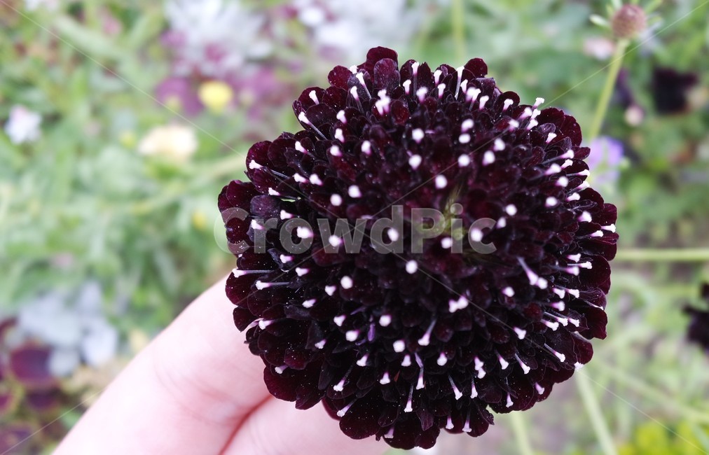야생화,한송이,들꽃,보라색꽃,자연,배경,꽃,클로즈업샷,피어나다,fieldflowers,abunch,awildflower,purpleflower,nature,backgraound,flower,closeup,식물,자연,plants,nature,꽃,flower