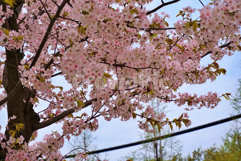 벚꽃,꽃,봄,플라워,flower,nature,자연,spring,cherryblossom,flowers