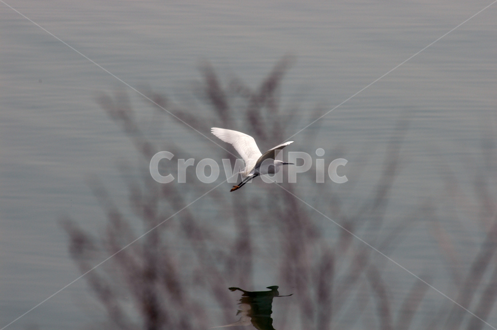 백로,새,강,생태,조류,동물,animal,조류,새,birds