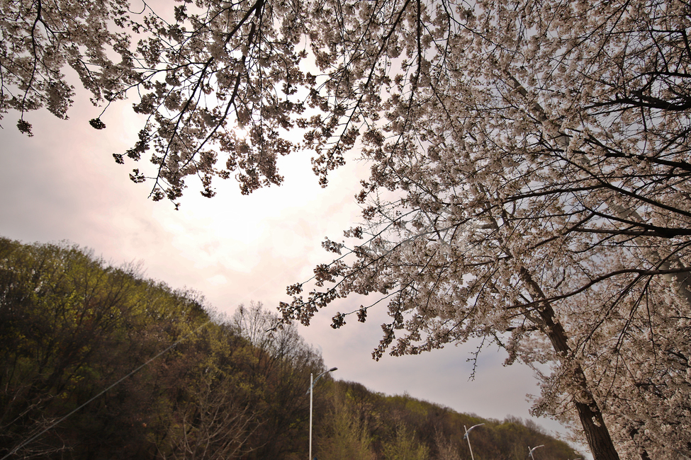 벚꽃,식물,하늘,감성사진,자연풍경,봄,계절,spring,season,자연,풍경,nature,landscape,식물,plants,나무,trees,wood,plant,tree