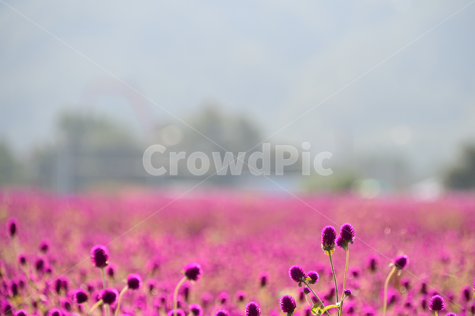 천일홍,천일홍축제장,꽃,양주,나리공원,식물,자연,plants,nature,꽃,flower