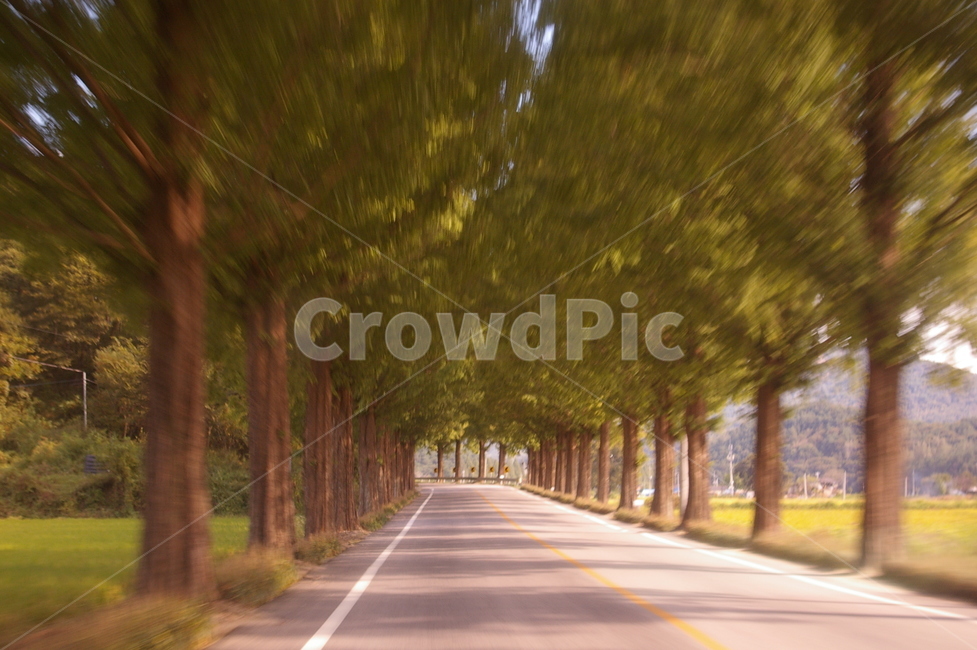natural scenery,colonnade,tree on both sides,Garosugil,pretty tree
