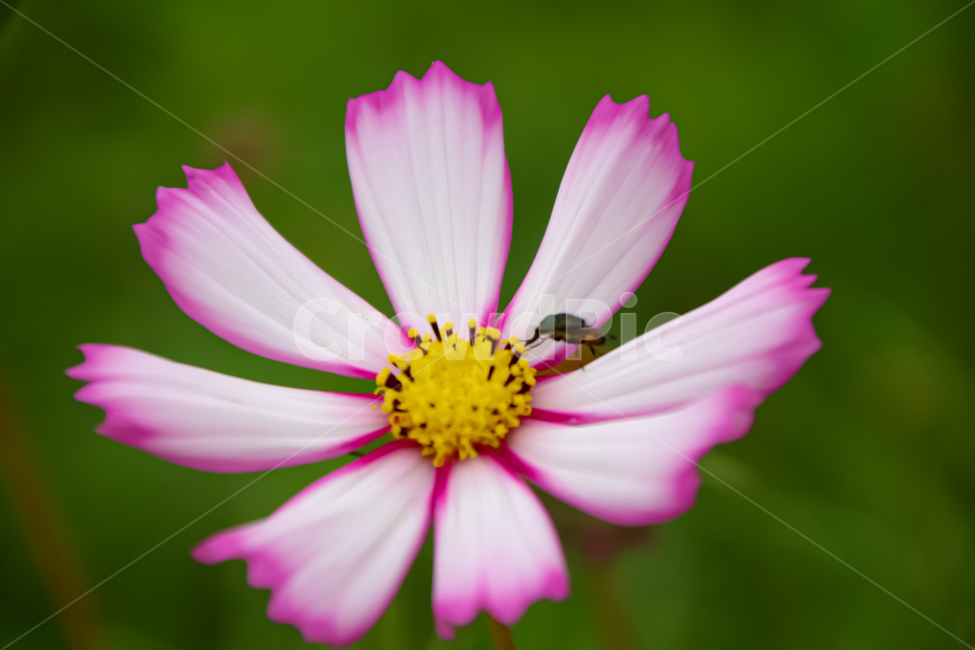 pollen,화분,plant,식물,꽃,가을,봄,식물,자연,plants,nature,꽃,flower