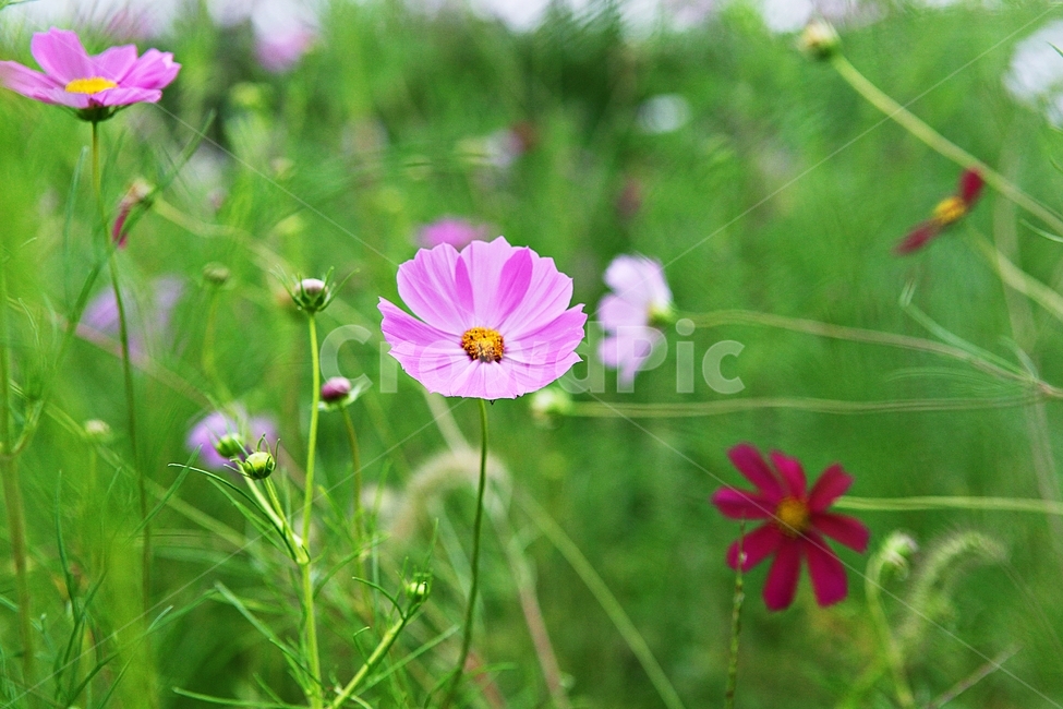 코스모스,꽃,꽃잎,들꽃,식물,가을꽃,가을,공원,자연,식물,자연,plants,nature,꽃,flower