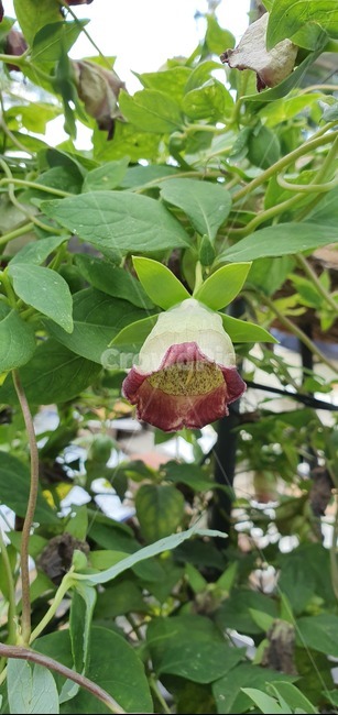 plant,식물,더덕,꽃,자연산