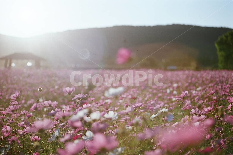 가을,코스코스,추억,회상,꽃,풍경,따스한,가을,계절,fall,autumn,season,식물,자연,plants,nature,꽃,flower,blossom,petal,꽃잎,plant