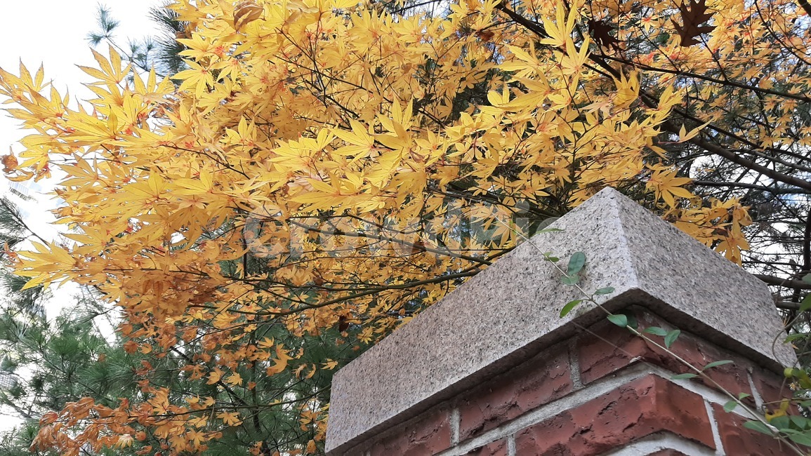 가을풍경,tree,나무,plant,식물,maple,단풍,잎,leaf