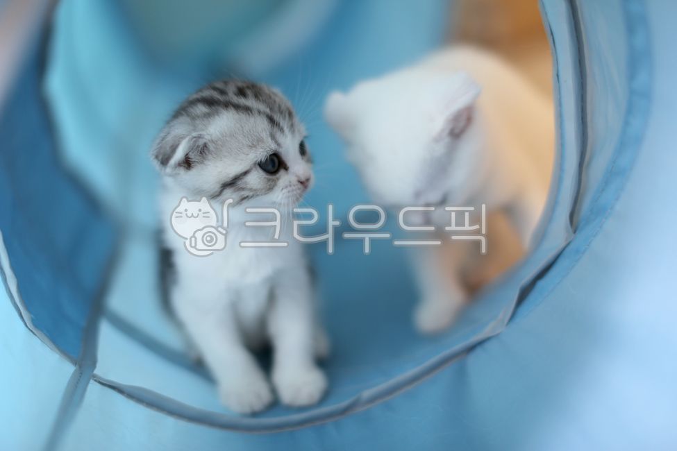 mischief,siblings,young,Kitty,cute,Pets,kitten,sibling,house cat,mammal,cat,friend,baby,cuteness,animal,mammalia,pet