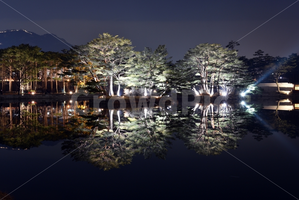 Nikon,D750,서울,경복궁,야간개장,야경,반영,나무,조명,야경,밤,풍경,nightscape,night,landscape,랜드마크,landmark,tourist attraction,한국전통,한국문화,korean traditional,korean culture,nature,자연,tree,plant,식물,outdoors,옥외