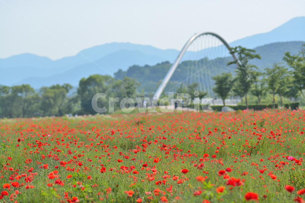 꽃,양귀비,양귀비꽃,식물,자연,자연,풍경,nature,landscape,식물,plants,꽃,flower,plant