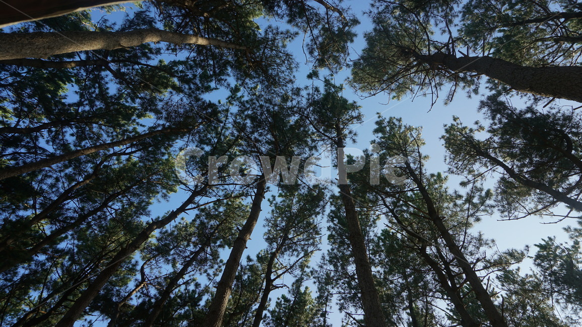 나무,하늘,숲,소나무,산,자연,풍경,nature,landscape,tree,plant,식물,fir,전나무