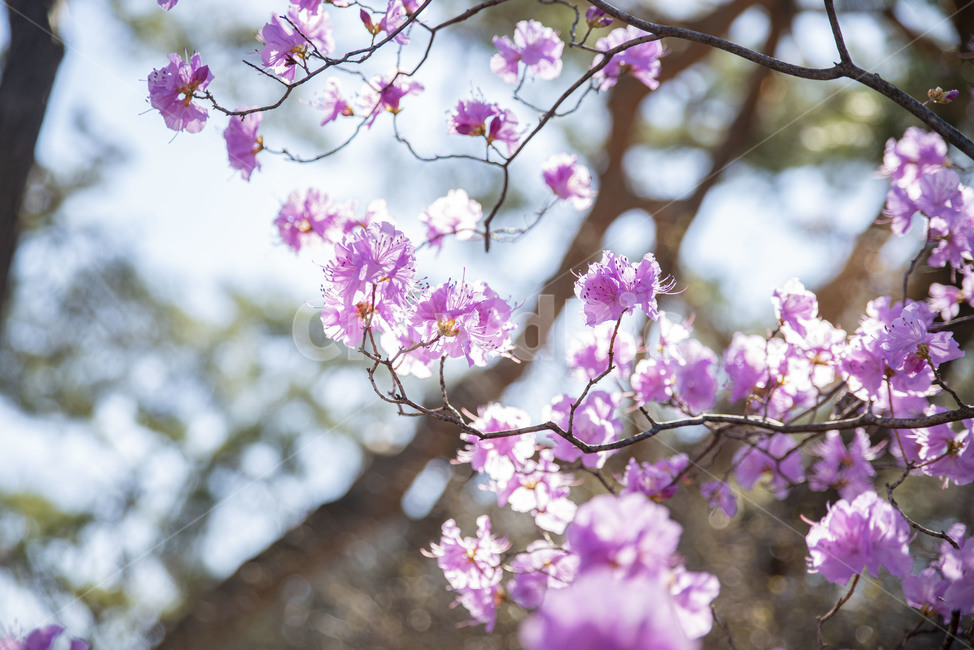 진달래,봄꽃,핑크,분홍,꽃나무,plant,식물,blossom,꽃,flower,식물,자연,plants,nature,꽃,flower