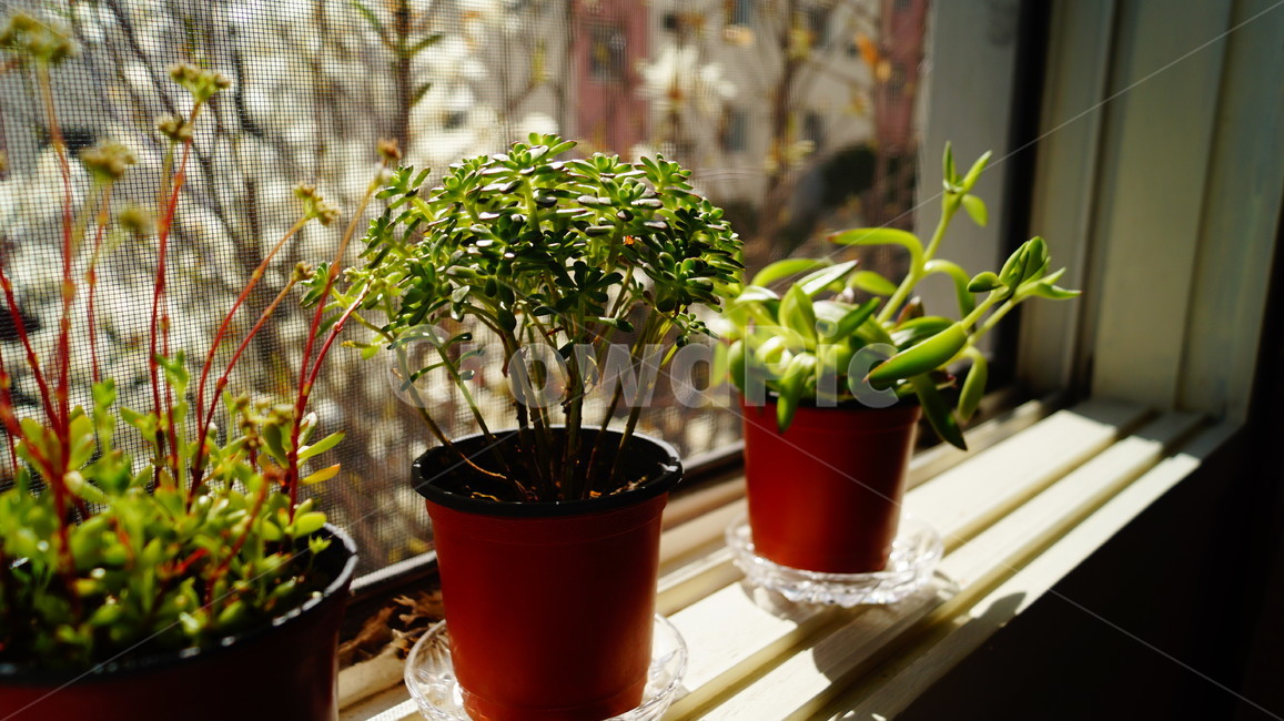 다육이,햇빛,목련,식물,창문,집,커튼,분위기,식물,자연,plants,nature,꽃,flower,실내용화초,화분,화초,house plant