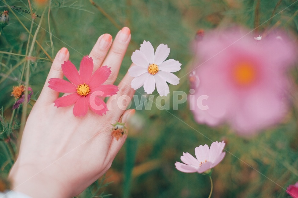 코스모스,꽃,꽃반지,가을,손,가을,계절,fall,autumn,season,식물,자연,plants,nature,꽃,flower,감성,sensible,feeling,색깔,색상,색채,색감,color sense,color sensitivity,feeling of color,plant