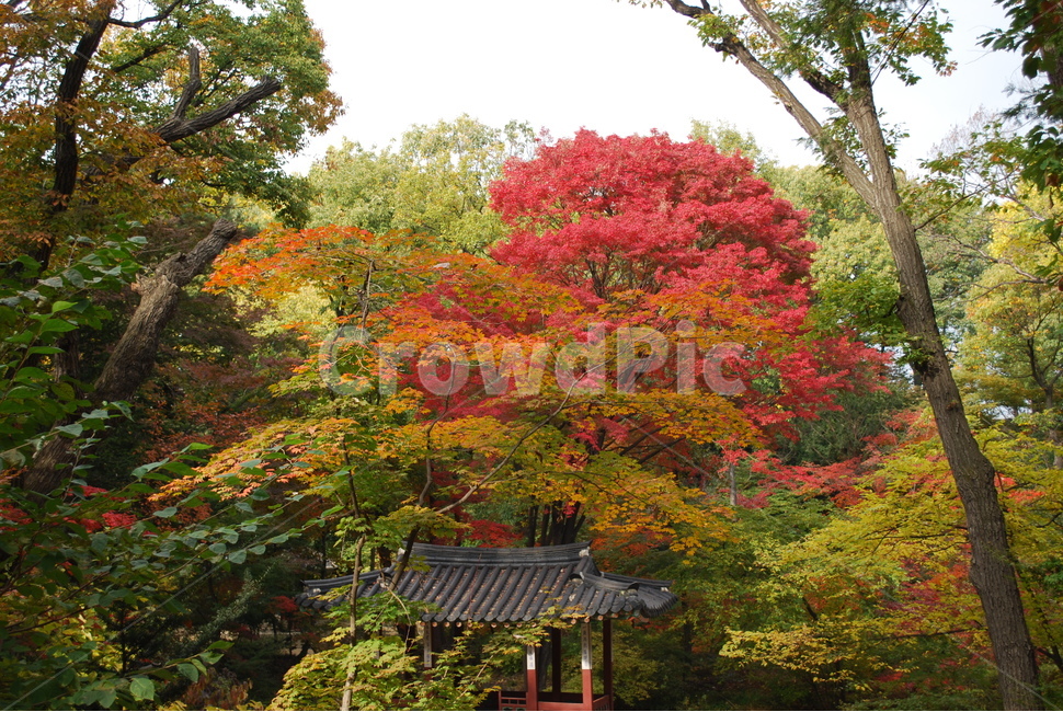창덕궁,고궁,후원,가을,단풍,자연,풍경,nature,landscape,한국자연풍경,한국자연경관,korea nature landscape,plant,식물,tree,나무