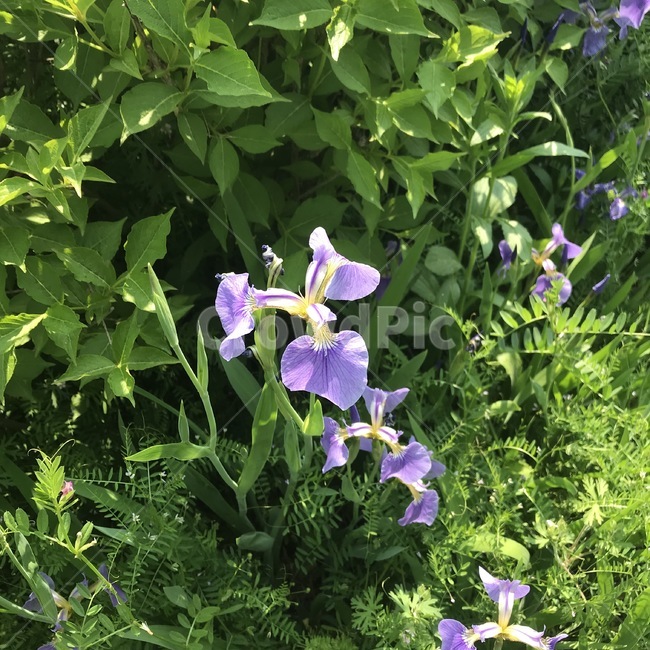 아이리스,식물,꽃,iris,flower