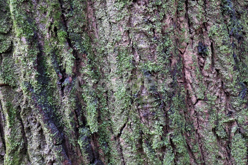 나무,고목,껍질,이끼,껍데기,표피,식물,자연,질감,패턴,나무,trees,wood,텍스처,질감,패턴,texture,pattern