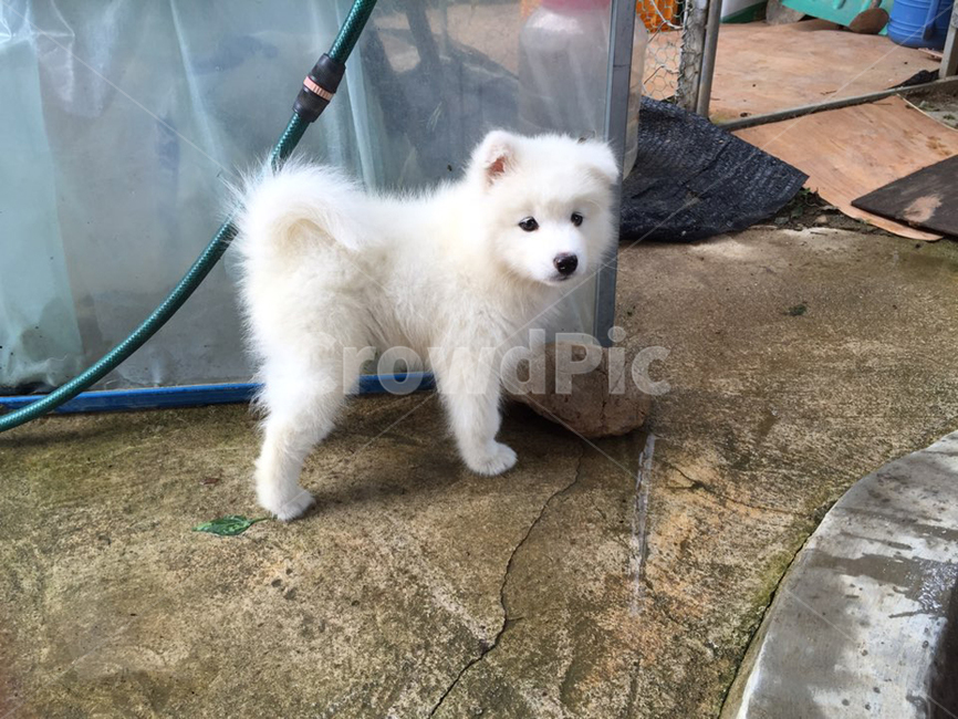 baby puppy,country dog,Heart pounding,cute,samoyed