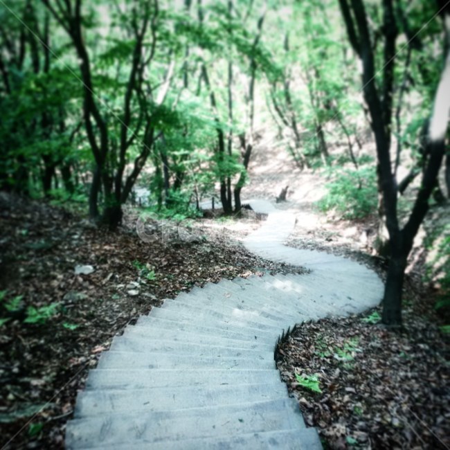 앞산,등산로,계단,내리막,나무,산,등산