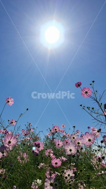 꽃,코스모스,가을,화사,꽃밭,가을,계절,fall,autumn,season,식물,자연,plants,nature,꽃,flower,outdoors,옥외