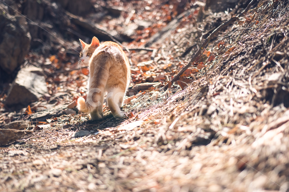 고양이,산책,길양이,뒤태,동물,동물,animal,포유류,mammal,고양이,cat,kitten,kitty