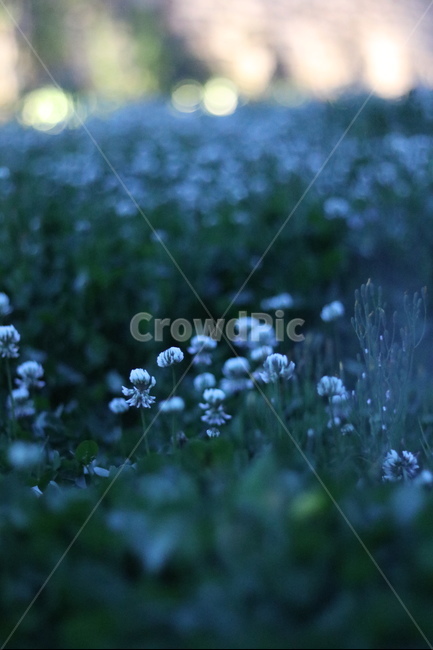 토끼풀,봄,행운,밤,흰색,식물,자연,plants,nature,꽃,flower