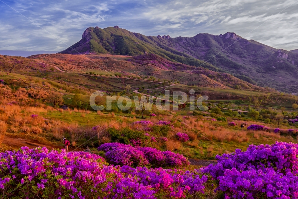 봄,황매산,철쭉,여행,산행,봄,계절,spring,season,자연,풍경,nature,landscape,한국자연풍경,한국자연경관,korea nature landscape,식물,plants,꽃,flower,outdoors,옥외,plateau,고원