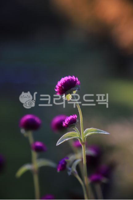 보라빛,밝은빛,예쁜,생태,환경,색갈