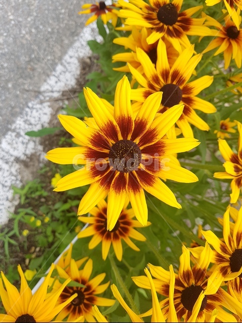 꽃,루드베키아,원추천인국,노란꽃,예쁜꽃