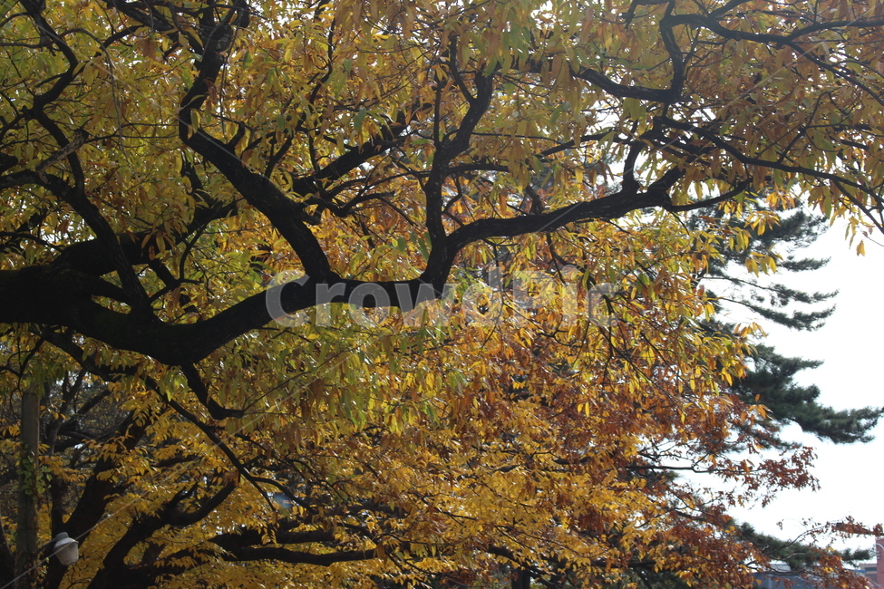 가을,낙엽,하늘,나무,노란색,가지,자연,가을,계절,fall,autumn,season,tree,plant,식물,tree trunk,나무 줄기