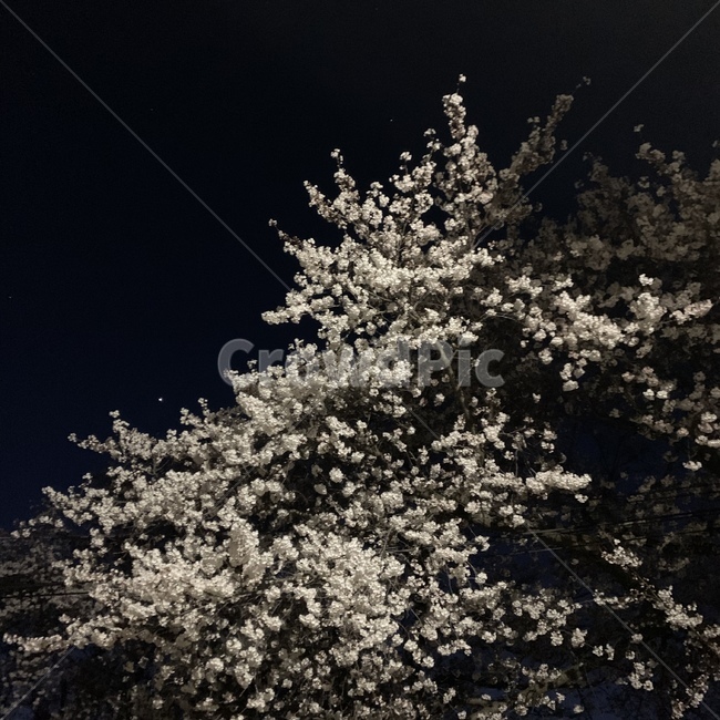 벚꽃,plant,식물,tree,나무,bloom,봄,spring,blossom,꽃