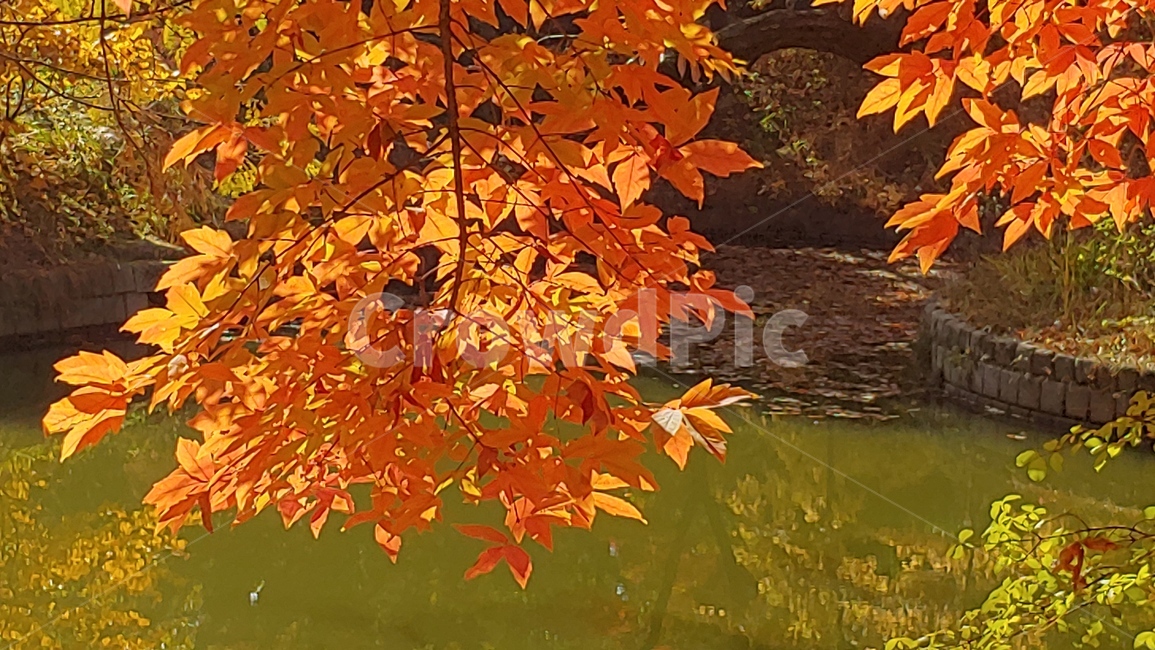 가을,단풍,물가,나무,tree,잎,leaf,연못,가을,계절,fall,autumn,season,plant,식물,maple