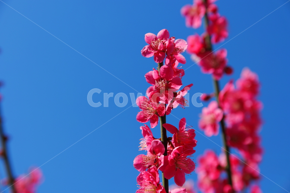 spring,spring flowers,pink,plum blossom,pink flower,flower,Sunny