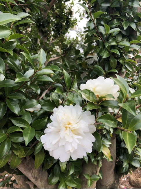 동백꽃,흰동백꽃,하얀동백꽃,흰색꽃,꽃,동백,white,flower,blossom,plant,식물,식물,자연,plants,nature,꽃,flower