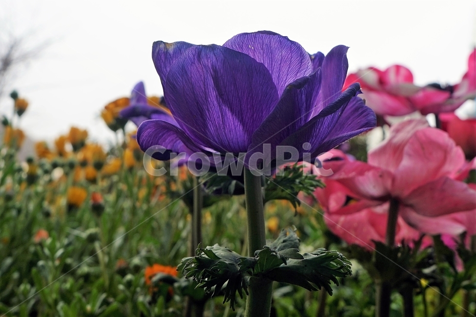 봄,꽃,식물,꽃송이,정원,아름다움,자연,spring,plant,nature,beautiful,flower,식물,자연,plants,nature,꽃,flower