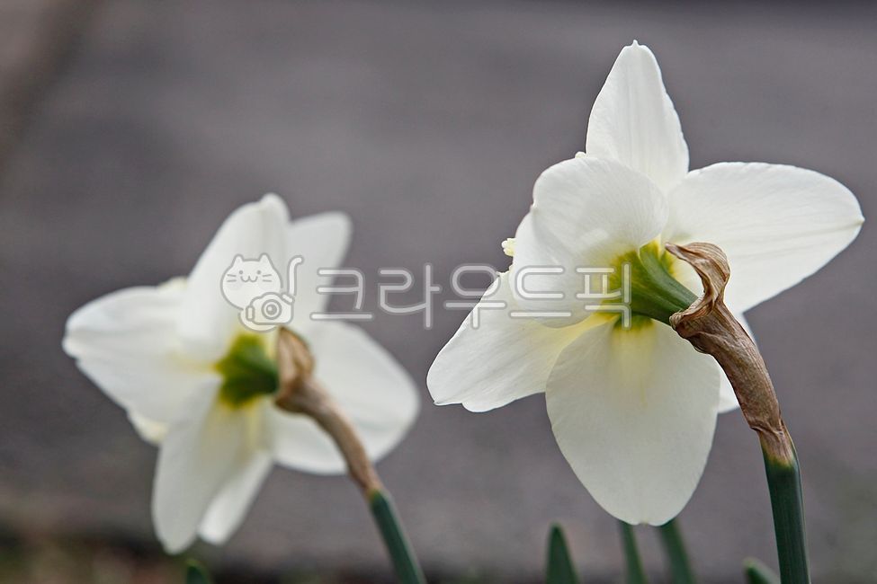 난,난꽃,난초,꽃,꽃잎,개화,봄꽃,봄,만개,잎,식물,자연