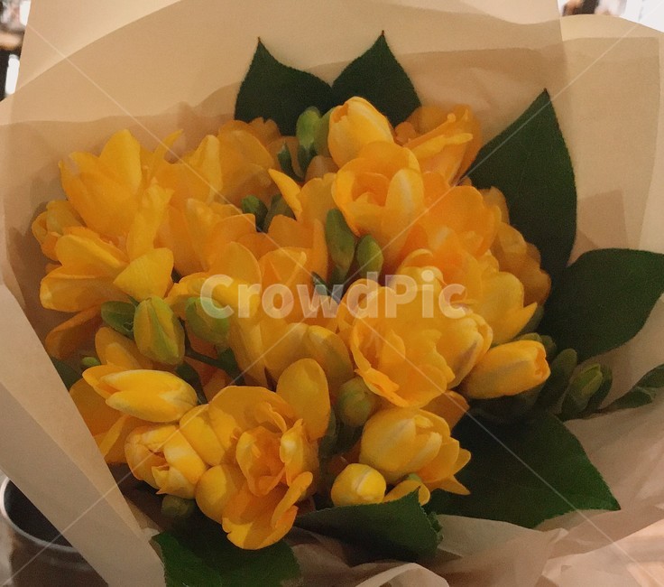프리지아,꽃다발,선물,꽃,노란색,꽃,flower,기념일,축하,anniversary,congratulation,celebrate,celebration