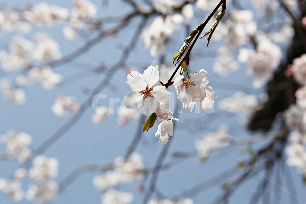 벗꽃,벗나무,꽃,벗꽃잎,꽃잎,봄꽃,봄,식물,자연,공원,식물,자연,plants,nature,꽃,flower