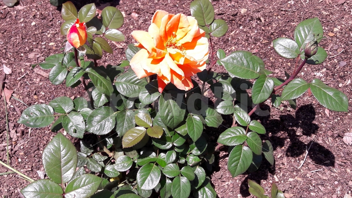 꽃,장미,봉우리,초록,가시,식물,자연,plants,nature,꽃,flower