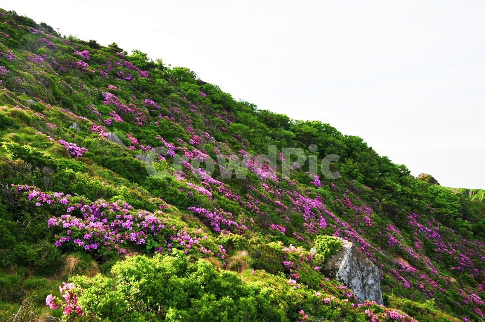 제주도,영실코스,털진달래,봄,봄꽃,봄,계절,spring,season,자연,풍경,nature,landscape,plant,식물,outdoors,옥외