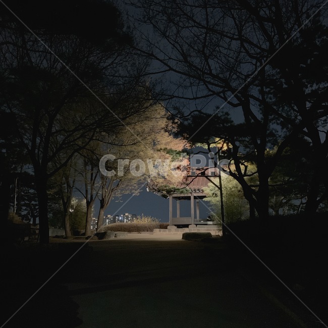 야경,정자,나무,한강,밤풍경,pavilion,night,tree