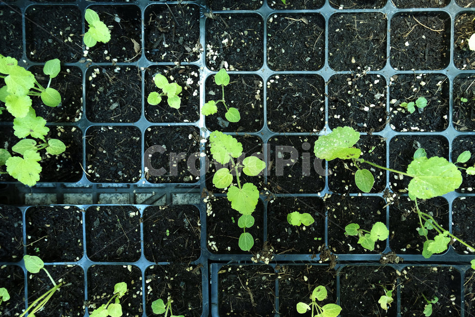 식물,화분,잎,근접촬영,접사,plant,closeup,flowerpot,leaf