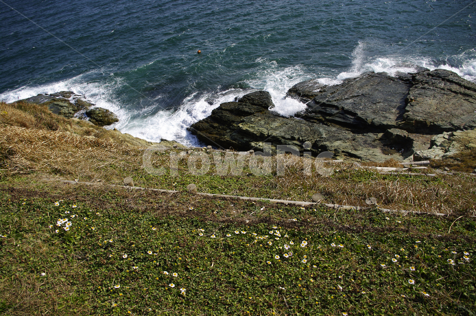 바다,언덕,잡초,풀,파도,들꽃,promontory,곶,nature,자연,ocean,대양,sea,outdoors,옥외,water,물