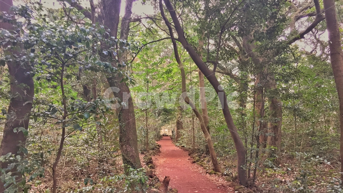 비자림,제주,제주도,풍경,숲,잎,나무,푸릇,초록,그린,휴양지,관광지,상쾌,자연,nature,landscape,휴식,힐링,rest,relaxation,healing,자연,풍경,nature,landscape,path,통로,ground,바닥