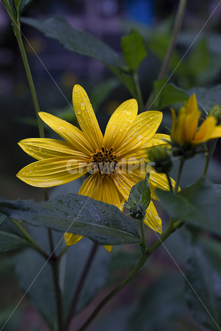 plant,식물,flowers,꽃,감성,질감,texture
