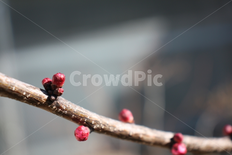 plant,식물,cherryblossom,flower,꽃