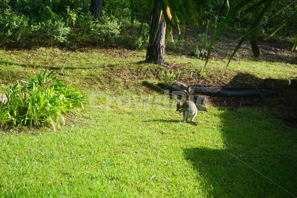 왈라비,자연,힐링,호주,휴식,wallaby,nature,healing,austraila,breaktime,동물,animal,포유류,mammal