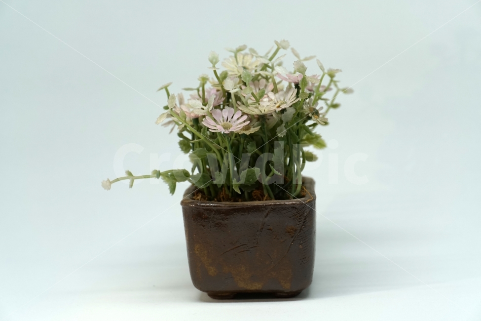누끼,사물,화분,장식품,꽃,식물,플라워,자연,소품,식물,자연,plants,nature,꽃,flower,누끼,remove background
